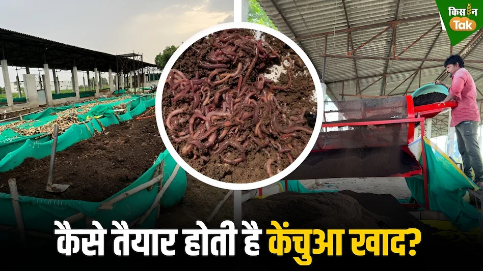 Organic pesticides: घरेलू नुस्खों से बनाएं असरदार जैविक कीटनाशक, खेती से कमाएं ज्यादा मुनाफा